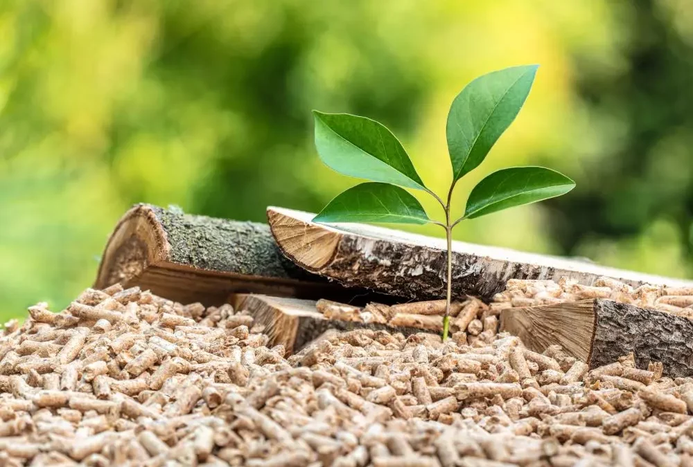 L’énergie biomasse : source d’énergie renouvelable