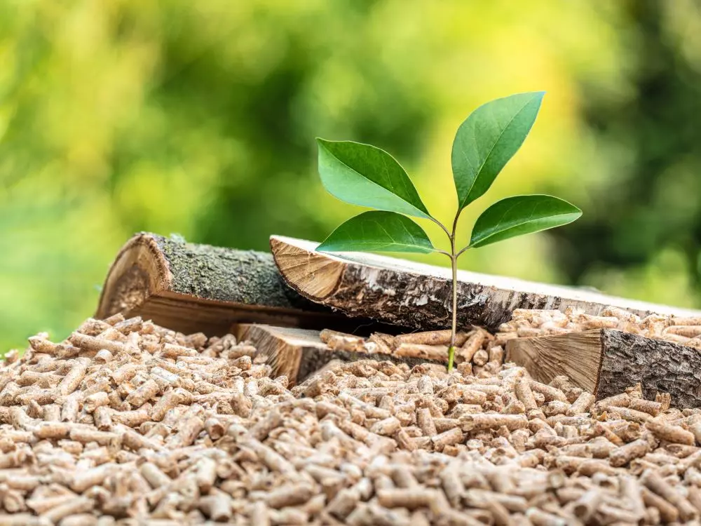 L’énergie biomasse : source d’énergie renouvelable