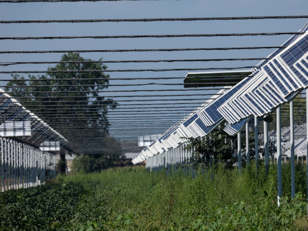 L’agrivoltaïsme : un levier incontournable pour l’avenir énergétique de la France